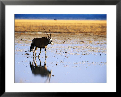 Gemsbock (Oryx Antelope) On Etosha Pan After Rains, Etosha National Park, Namibia by Christer Fredriksson Pricing Limited Edition Print image
