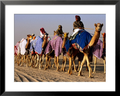 Race Camels Walk To Kuwait Camel Racing Club For Training Session, Kuwait by Mark Daffey Pricing Limited Edition Print image