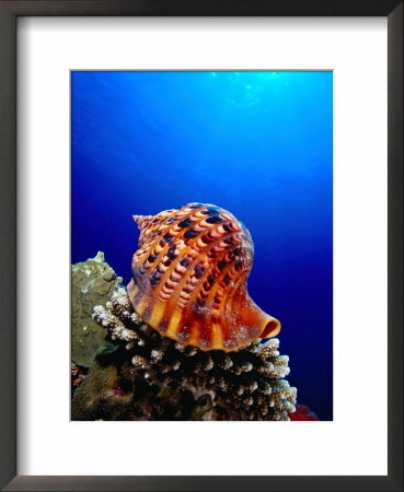 Triton Shell Perched On Thomas Reef, Tiran Island, Egypt by Mark Webster Pricing Limited Edition Print image
