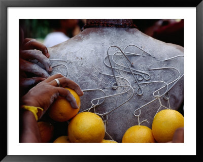 Oranges Hanging From Piercings On A Devotee's Back, Thaipusam Festival, Singapore, Singapore by Michael Coyne Pricing Limited Edition Print image