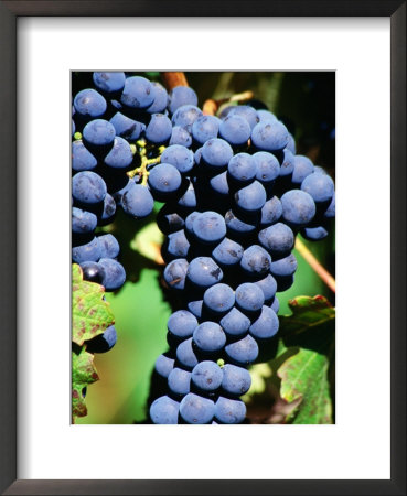 Pinot Noir Grapes Hanging On A Vine, South Africa by Christer Fredriksson Pricing Limited Edition Print image