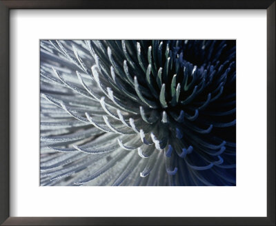 The Rare Haleakala Silversword Plant, Haleakala National Park, Maui, Hawaii by Ann Cecil Pricing Limited Edition Print image