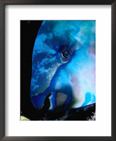 Head Of Sleeping Parrotfish, Fiji by Casey Mahaney Pricing Limited Edition Print image