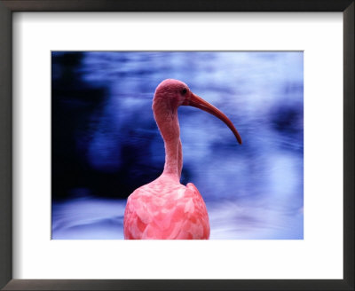 Portrait Of A Flamingo, Brazil by John Maier Jr. Pricing Limited Edition Print image