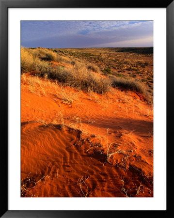 Spinifex And Saltbush Across The Dry Simpson Desert Sand Dunes, Simpson Desert, Australia by John Hay Pricing Limited Edition Print image