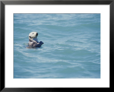 A California Sea Otter Bobs On The Waters Surface by Rich Reid Pricing Limited Edition Print image
