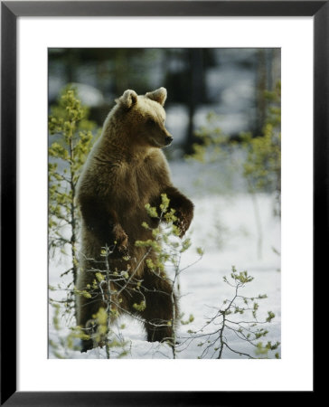 A Brown Bear Runs Over A Frozen Bog In Winter by Mattias Klum Pricing Limited Edition Print image