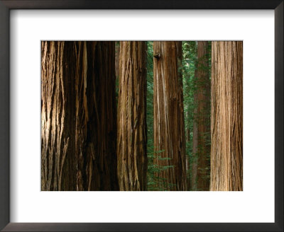 Coast Redwood Trees, Humboldt Redwoods State Park, Usa by Nicholas Pavloff Pricing Limited Edition Print image