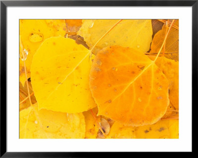 Aspen Leaves, Gunnison National Forest, Colorado, Usa by Rob Tilley Pricing Limited Edition Print image