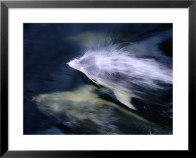 Bottlenose Dolphins (Tursiops Truncatus) Swimming, Doubtful Sound, New Zealand by David Wall Pricing Limited Edition Print image
