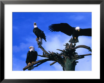 Three Bald Eagles (Haliaeetus Leucocephalus) In Homer Alaska, Homer, Usa by Mark Newman Pricing Limited Edition Print image