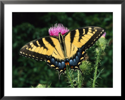 A Tiger Swallowtail Butterfly Feeds On A Thistle Flower by George Grall Pricing Limited Edition Print image