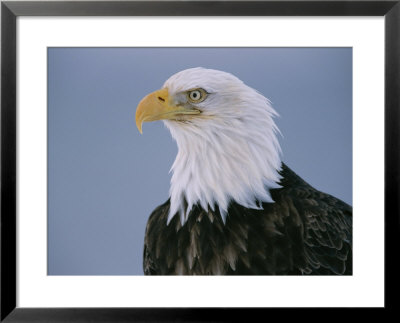 Close View Of An American Bald Eagle by Paul Nicklen Pricing Limited Edition Print image