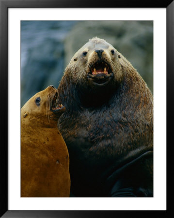 A Sea Lion With Its Cub by Joel Sartore Pricing Limited Edition Print image