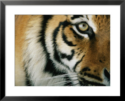 Close View Of An Indian Tiger by Michael Nichols Pricing Limited Edition Print image