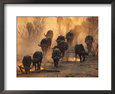 Cape Buffalo Herd Raising A Cloud Of Dust by Beverly Joubert Pricing Limited Edition Print image