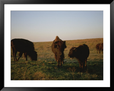 Bison Grazing In The Tallgrass Prairie Preserve In The Osage Hills by Joel Sartore Pricing Limited Edition Print image