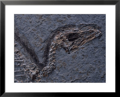 Detail Of Fossil Head (Sinosauropteryx Prima), 120 Million Years Old, Evolution Of Birds, China by O. Louis Mazzatenta Pricing Limited Edition Print image
