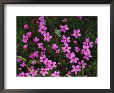 A Close View Of Wildflowers In Yoho National Park by Michael Melford Pricing Limited Edition Print image