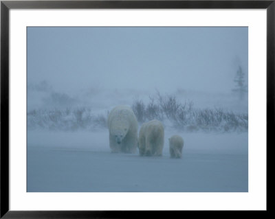 A Family Of Polar Bears (Ursus Maritimus) Tredge Through A Snow Storm by Norbert Rosing Pricing Limited Edition Print image