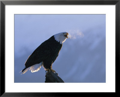 A Bald Eagle Calls Out From Its Perch On A Tree Stump by Norbert Rosing Pricing Limited Edition Print image