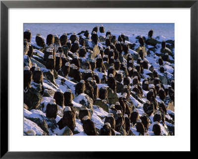 A Group Of Bald Eagles Bask On A Breakwater In Homer by Norbert Rosing Pricing Limited Edition Print image