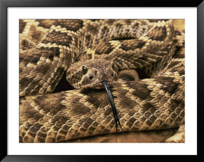 Mojave Rattlesnake by George Grall Pricing Limited Edition Print image