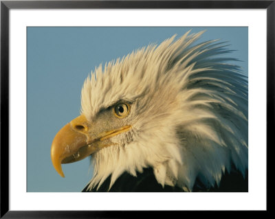 Profile View Of A Bald Eagle by Norbert Rosing Pricing Limited Edition Print image
