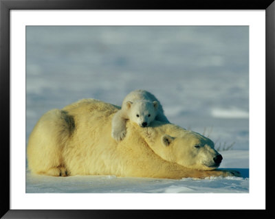 A Polar Bear Cub Rests Comfortably Atop The Back Of His Mother by Norbert Rosing Pricing Limited Edition Print image