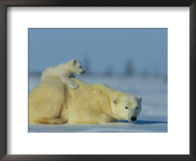 A Female Polar Bear Rests On The Ice While Her Cub Nestles On Her Back by Norbert Rosing Pricing Limited Edition Print image