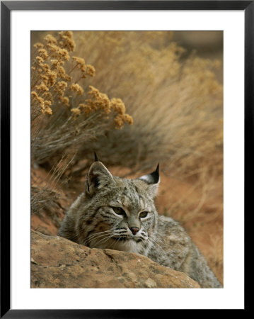 A Bobcat by Norbert Rosing Pricing Limited Edition Print image