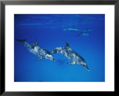 A Pair Of Dolphins Swimming Together by Nick Caloyianis Pricing Limited Edition Print image