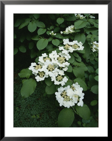 A Cluster Of Blossoms On An Ironwood Tree In Rock Creek Park by Taylor S. Kennedy Pricing Limited Edition Print image
