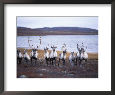 A Group Of Barren-Ground Caribou by Paul Nicklen Pricing Limited Edition Print image