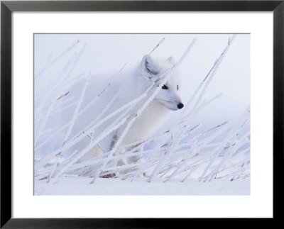 An Arctic Fox Almost Blends Into The Snow by Paul Nicklen Pricing Limited Edition Print image