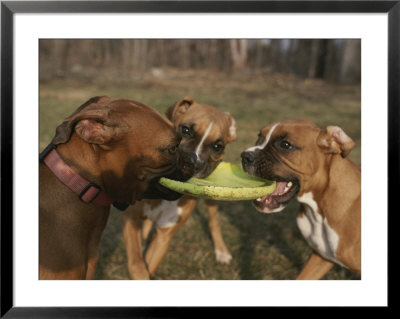 Three Boxer Dogs Play Tug-Of-War With A Frisbee by Roy Gumpel Pricing Limited Edition Print image