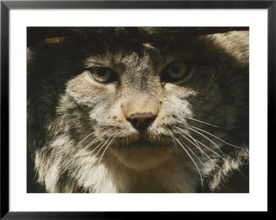 A Portrait Of A Northern Lynx by Jason Edwards Pricing Limited Edition Print image