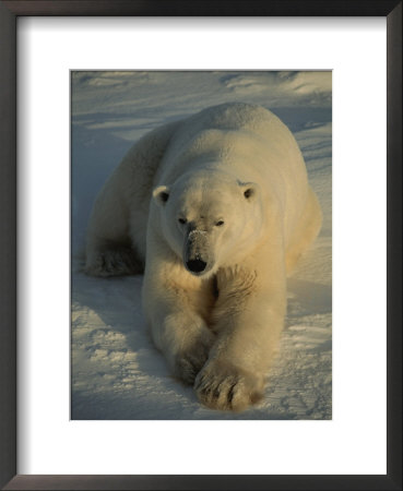 A Close View Of A Polar Bear Resting On Ice by Tom Murphy Pricing Limited Edition Print image