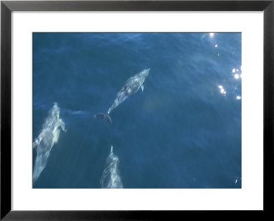 Dolphins Swimming In Bay With Sun Reflecting On Waters Surface by Todd Gipstein Pricing Limited Edition Print image