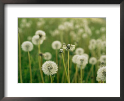 Dandelion Heads In A Field Near Walton, Nebraska by Joel Sartore Pricing Limited Edition Print image
