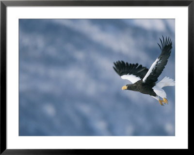 A Stellers Sea Eagle In Flight by Roy Toft Pricing Limited Edition Print image
