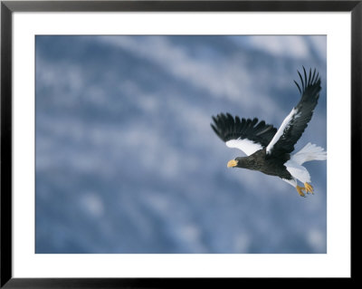 A Stellers Sea Eagle In Flight by Roy Toft Pricing Limited Edition Print image
