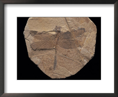 Dragonfly Fossil Discovered At Sihetun, China by O. Louis Mazzatenta Pricing Limited Edition Print image