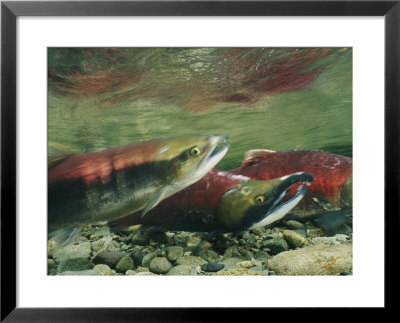 Hook-Jawed And Determined, A Male Sockeye Salmon In The Upper Kennedy River by Paul Nicklen Pricing Limited Edition Print image