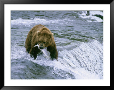 Grizzly Bear (Ursus Arctos) Fishing At Brook Falls, Katmai National Park, Alaska by Rich Reid Pricing Limited Edition Print image