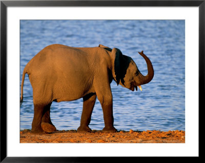 Portrait Of An African Elephant by Beverly Joubert Pricing Limited Edition Print image