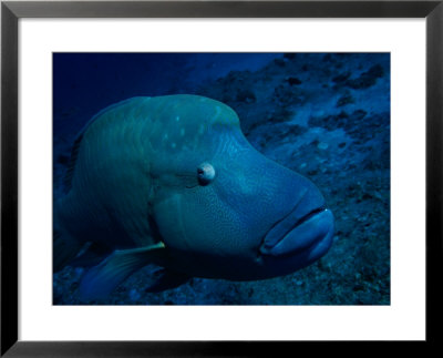 A Close View Of A Napoleon Wrasse (Cheilinus Undulatus) by Heather Perry Pricing Limited Edition Print image