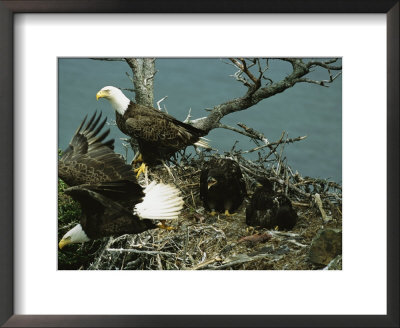 Northern American Bald Eagles And Young In Their Nest by Norbert Rosing Pricing Limited Edition Print image