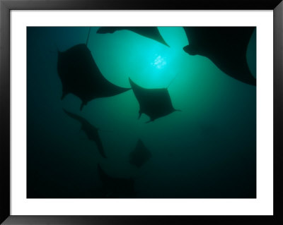 Manta Rays (Manta Birostris) by Heather Perry Pricing Limited Edition Print image