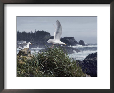 Glaucous-Winged Gulls, The Most Common Of Pacific Coast Gulls by Sam Abell Pricing Limited Edition Print image